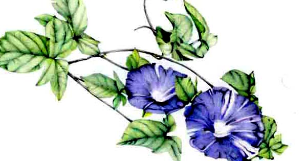 細密画アサガオ